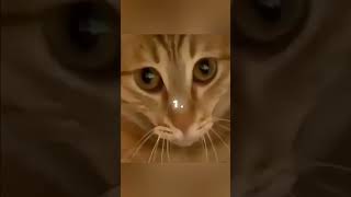 Download Lagu mue je je je je MP3