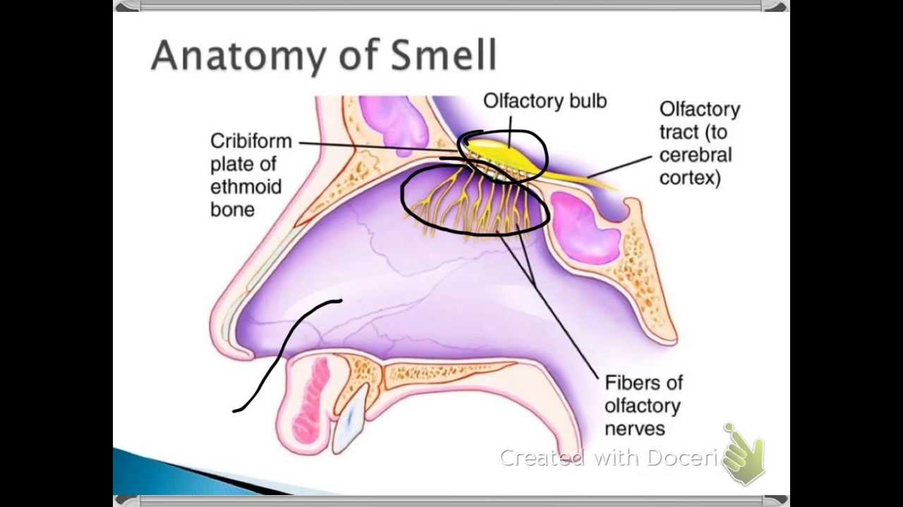 Image result for sense of smell