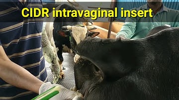 Estrus Induction and Synchronisation by CIDR Technique