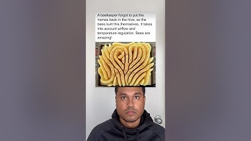 A beekeeper forgot to put the frames back in the hive. So the bees built this themselves.￼