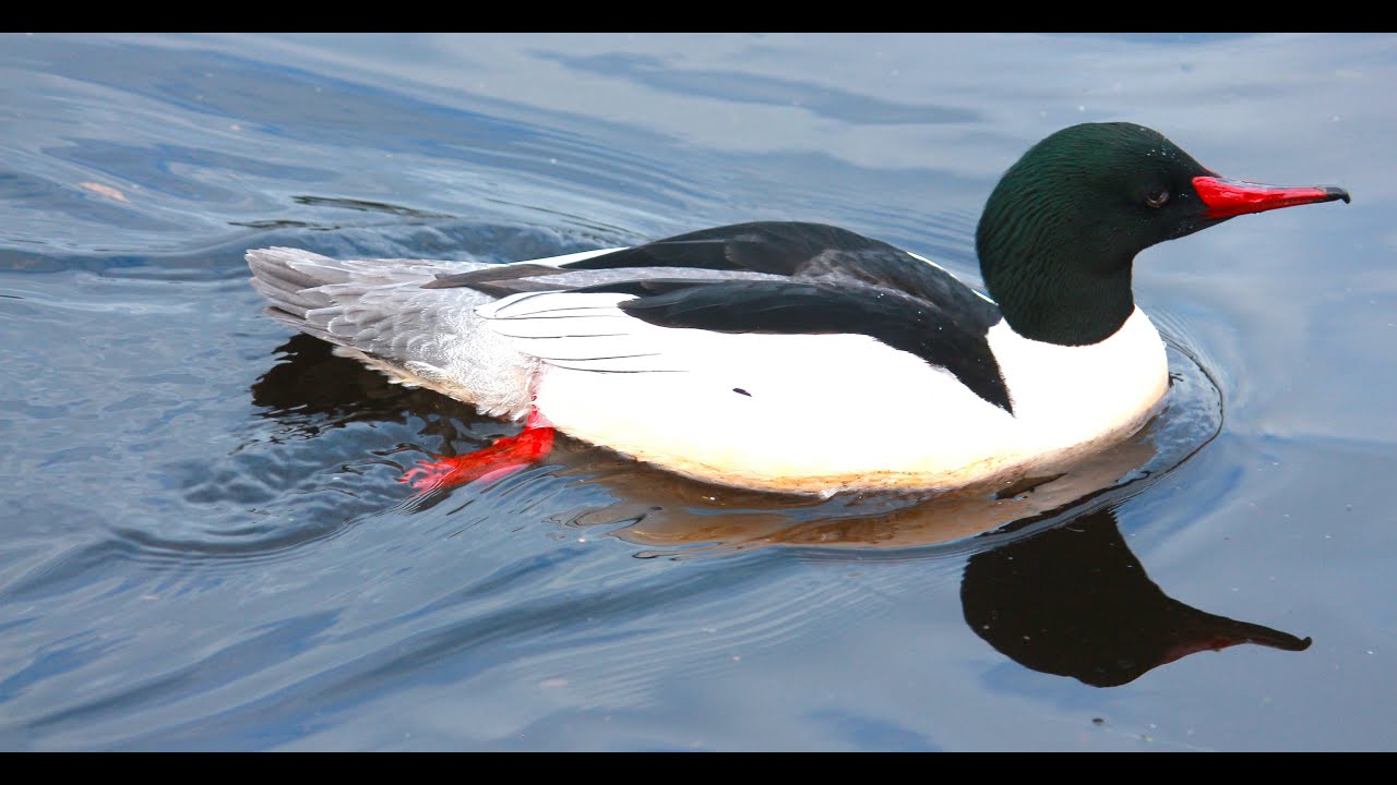 The Best of SPLASH - The Grace of Diving & Surfacing Ducks