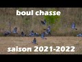 Chasse aux pigeon ramier des pigeons de partout saison 20212022