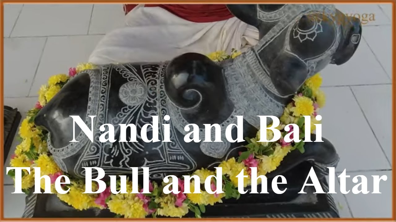 Ep 08: Nandi and Bali - The Bull and the Sacrificial Altar | Sunder Iyer | KYG Shrine | @kygyoga