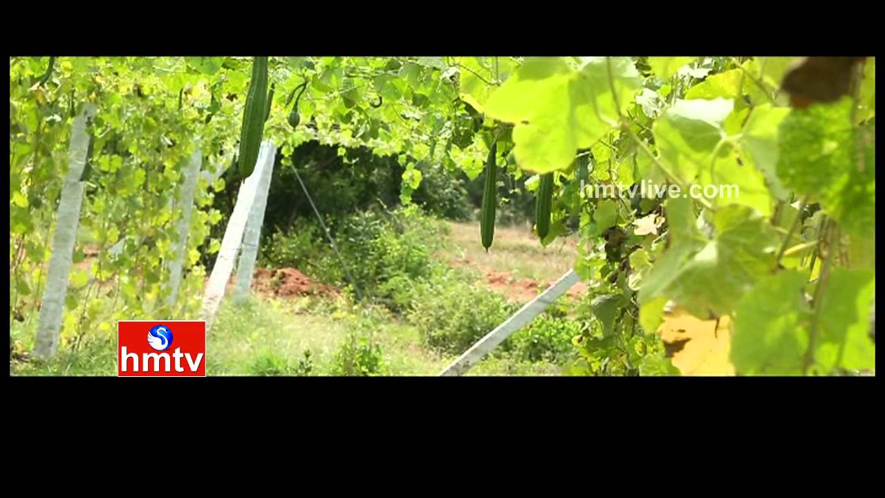 Chemical Free agriculture by Siva Shankar | Nela Talli Weekend Special - 22-08-15 | HMTV