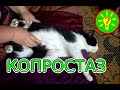 Копростаз у кота