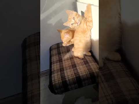 СИДЕТЬ...ЛЕЖАТЬ...СТОЯТЬ.... - YouTube