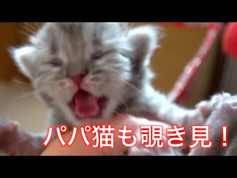 赤ちゃんバラバラ事件勃発 抱きしめて子育てする母猫にほっこり 生後9日目 11日目の猫の赤ちゃん Youtube