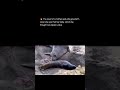 🔥 The result of a mother seal who gave birth when she saw that her baby, which she thought was dead,