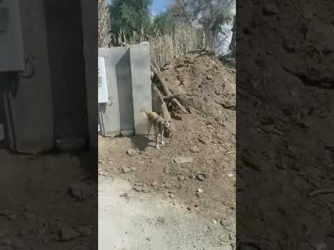 حاطين الكلب علشان شركة الكهرباء مايقرون العدد