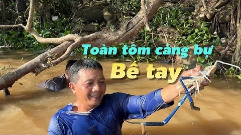 Mùa nước nổi về thì tôm càng xanh cũng về theo | Cù Lao Dung Vlogs