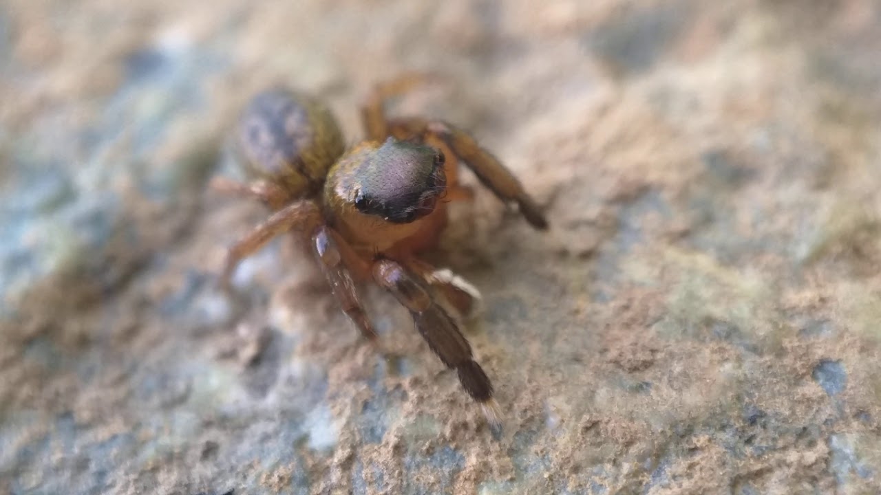 ხტუნია ობობა ( Euophrys frontalis ♂️ )