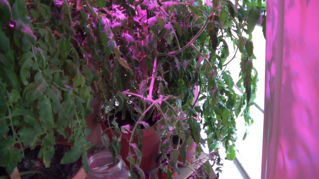 Solar Flare 200 Watt LED Light update 04/03/12