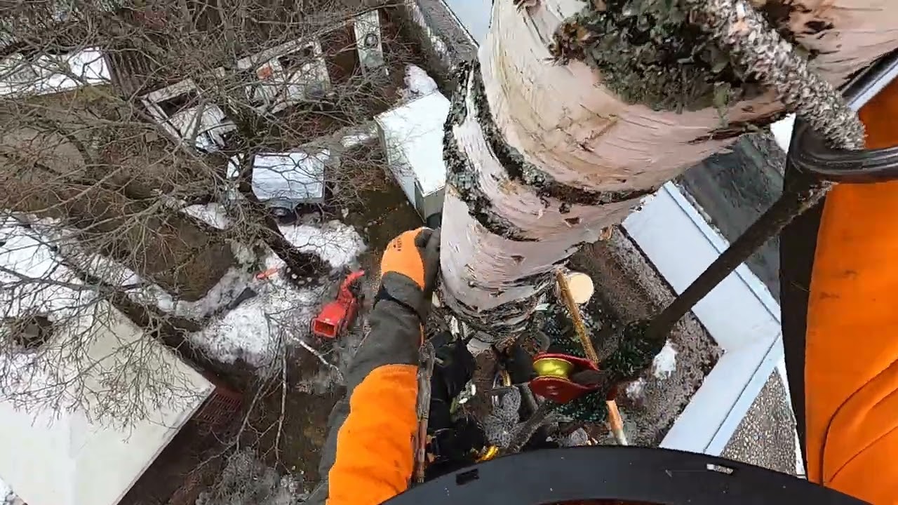Koivun kiipeilykaato Tree removal birch tree climbed with Stihl 150t