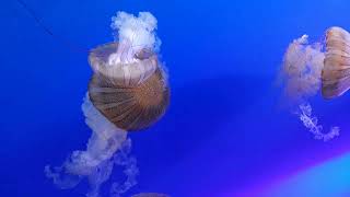 Famous Mote SEA Part 3 of 4 06MAY2026 Net Worth