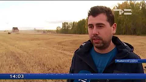 Ячмень для пива