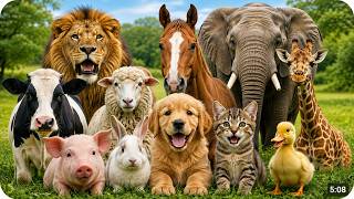 Animal Sounds for Kids | 30 Real Animal Sounds for Toddlers | Farm & Wild Animals