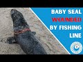 Baby Seal Wounded By Fishing Line