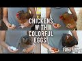 Farmers breed chickens with colorful eggs  maryland farm  harvest