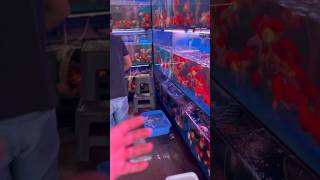 China Goldfish market #aquariumfish #predatoryfins #aquarium #goldfish