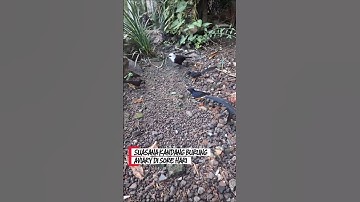 Pesona burung aviary #birds #kicaumania #burung #kicaumanianusantara #burungkicau #muraibatu #aviary