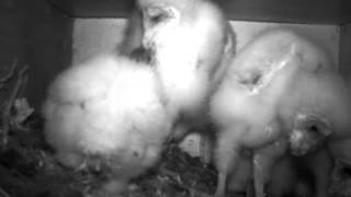 Barn owl (Tyto alba) nest box in Macedonia - 7 Macedonian Owl Trust - Skopje.