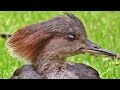 Hooded Merganser Female - Beautiful Birds