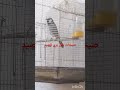 بلبل بريد صيحات لجذب البلابل وتغريدها