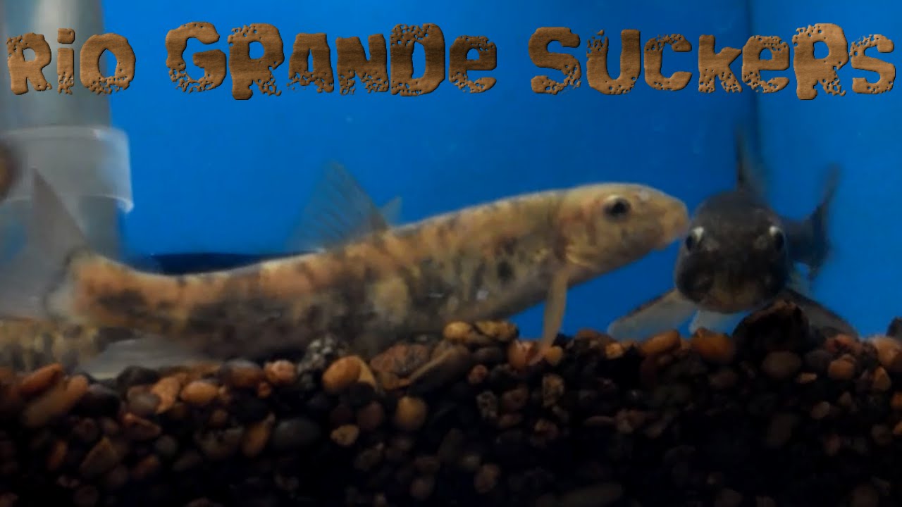 video editing software free Rio Grande Suckers