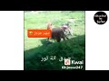 اضحك من قلبك هتموت من الضحك هتشوف العجب هنا وبس 