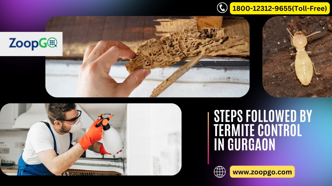 Steps Followed by Termite Control in Gurgaon to Keep Your Home Safe