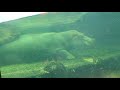 Hippos under water (Copenhagen Zoo)