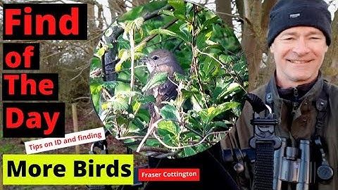 How to identify song of Garden Warbler v