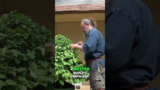 Fertilizing Old Trees  New Techniques for Healthy Growth #bonsai