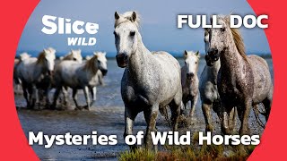 The Wild Horses of the Marshes | SLICE WILD | FULL DOC