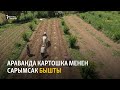 Араванда картошка менен сарымсак бышты