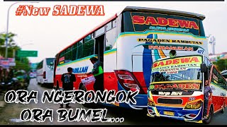 #New Warga Baru SADEWA.. Yang masi Kinyis