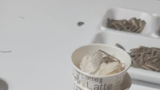 Ibrahim - Efe Ney Eşliğinde Şafak Soktu Sunam