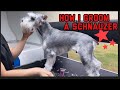 HOW I GROOM A SCHNAUZER 😊