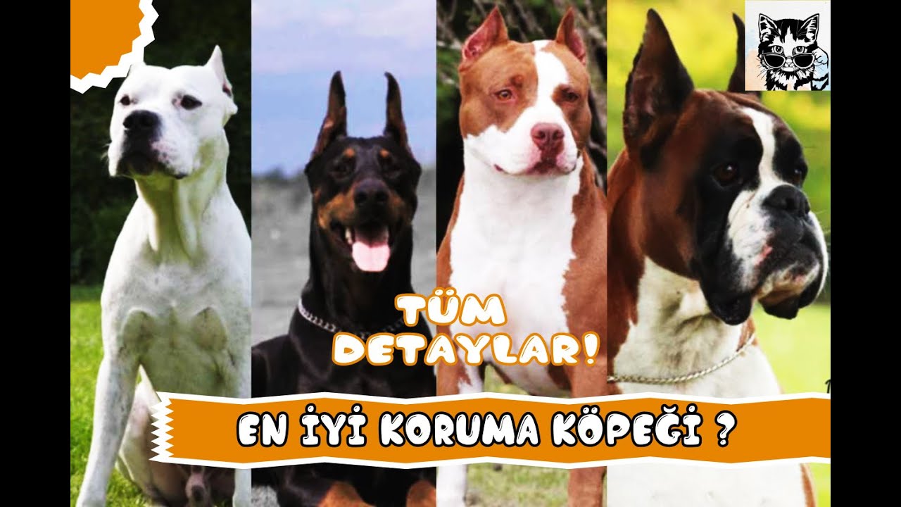 En İyi Koruma Köpeği(KORUMA KÖPEĞİ KONUSUNDA BİLİNEN YANLIŞLAR)