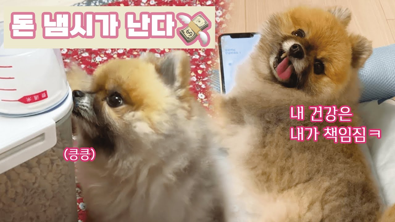 Smart Way Pom Saves Money🤑 Petprice Club