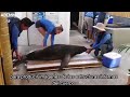 How to Train With Rays X and Sea Lion: The Perfect Training Method