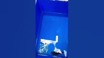 Nuôi hơn 100 con cá lóc vây xanh sẽ như thế nào