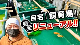 らんちゅう】「FRP工房福井」さんで注文した水槽が到着‼︎約5日間かけ 
