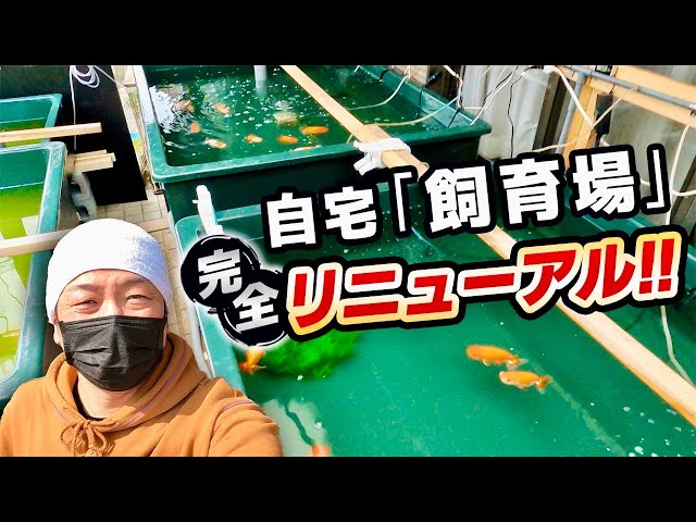 らんちゅう】「FRP工房福井」さんで注文した水槽が到着‼︎約5日間かけ 
