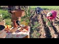 من الريف التونسي / جمع محصول البطاطا🥔/الطبخ في الطبيعه أكله زمنيه تونسيه