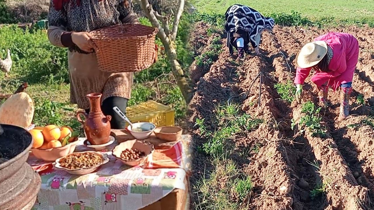 من الريف التونسي / جمع محصول البطاطا🥔/الطبخ في الطبيعه أكله زمنيه تونسيه
