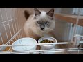 子猫に、カリカリご飯をあげてみた