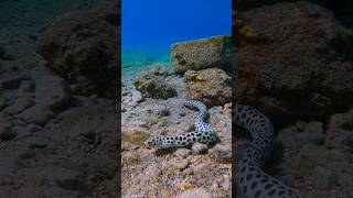 Tiger Snake Eel—spotted, sneaky, and stunning 🐍🌊 A rare diver’s treasure!#TigerEel#OceanFacts#shorts