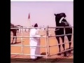 سلام العاصوف سلام سلام عاصفة المجاهيم سلام سلام ارصاد سلام المركز الأول في مزاين الدواسر الاشتراك