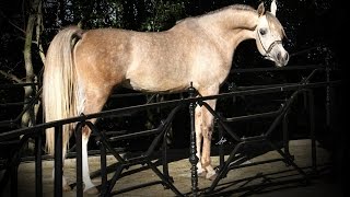 Semental árabe Cap Bianco (Shanghai EA x Arabians Blanca)